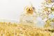 Marc Jacobs Daisy 100ml edt Марк Джейкобс Дейзи 40525320 фото 4