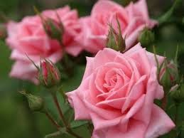 Montale Candy Rose 100ml edp (Парфюм обладает нежным притягательным характером пышной бархатной розы) 1501668914 фото