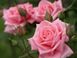 Montale Candy Rose 100ml edp (Парфум володіє ніжним сильним характером пишною оксамитової троянди) 1501668914 фото 7