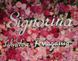 Salvatore Ferragamo Signorina Eau de Toilette 100ml edt Сальваторе Феррагамо Синьорина Туалетная Вода 62111528 фото 5