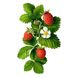 Montale Fruits of the Musk 100ml edp (Сочетание фруктово-цветочных нот подарит вам жизнерадостное настроение) 78684922 фото 8